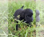 Small Photo #18 Pyredoodle Puppy For Sale in NEWBERRY, FL, USA