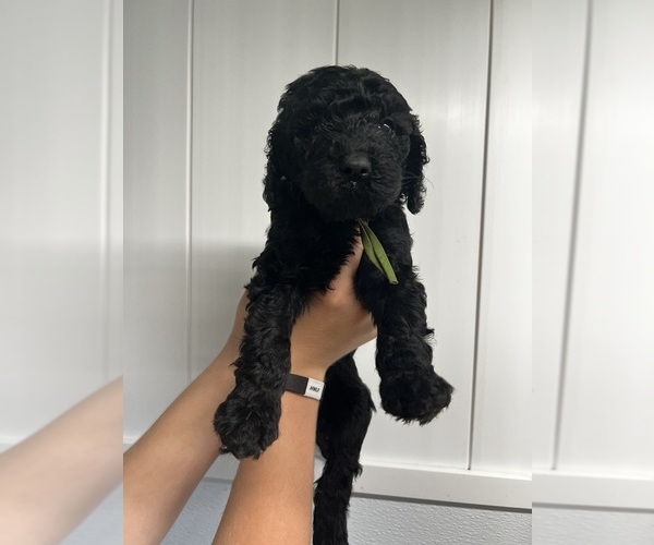 Medium Photo #19 Poodle (Standard) Puppy For Sale in TIMMONSVILLE, SC, USA