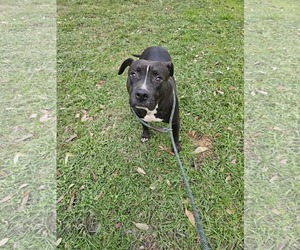 American Pit Bull Terrier-Unknown Mix Dogs for adoption in Oakhurst, NJ, USA