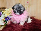 Small Photo #3 Zuchon Puppy For Sale in HAMMOND, IN, USA
