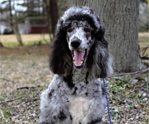 Father of the Sheepadoodle puppies born on 11/08/2022
