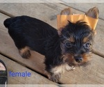Small #7 Yorkshire Terrier