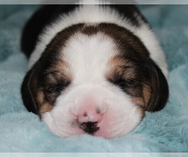 Medium Photo #1 Beagle Puppy For Sale in MORRILL, KS, USA