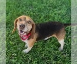 Small Photo #9 Beagle Puppy For Sale in Dunnellon, FL, USA