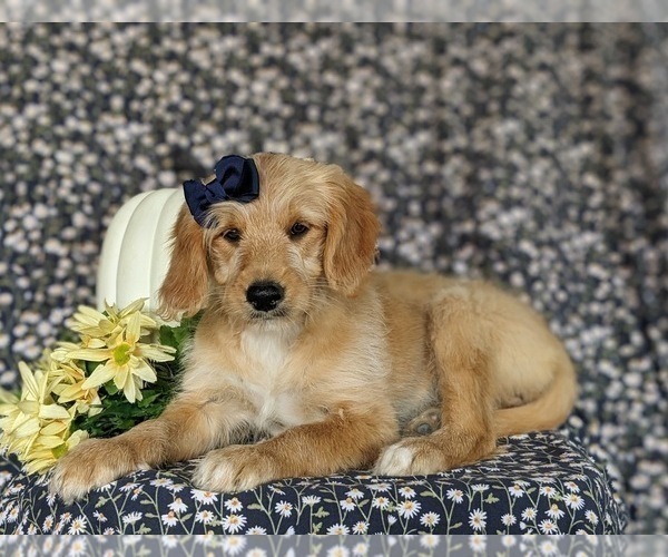 View Ad Goldendoodle (Miniature) Puppy for Sale near Pennsylvania