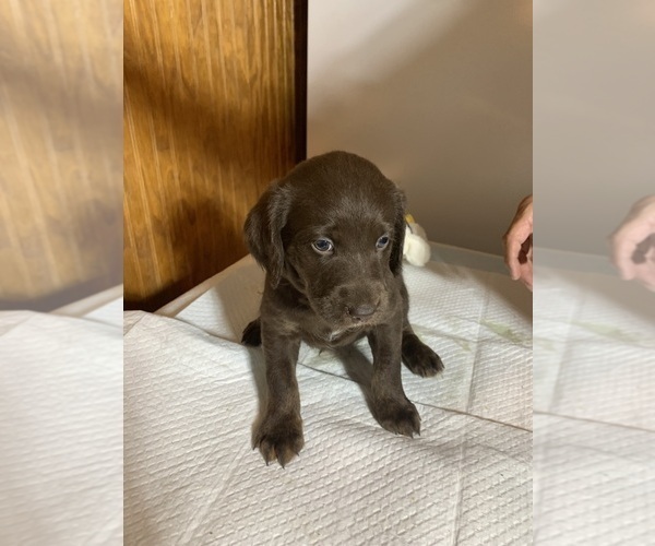 Medium Photo #12 Labradoodle Puppy For Sale in DEEPWATER, MO, USA