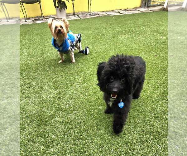 Medium Photo #8 Mutt Puppy For Sale in Plantation, FL, USA