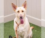 Small German Shepherd Dog Mix