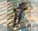 Small #5 Boxador