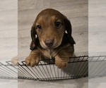 Puppy Universal Dachshund