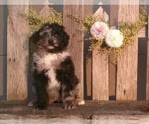 Aussiedoodle Miniature Puppy for sale in FREDERICKSBURG, OH, USA