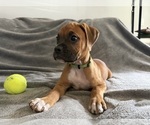 Small Photo #8 Boxer Puppy For Sale in WEST COLUMBIA, SC, USA