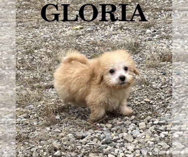 Medium Photo #3 Schnoodle (Miniature) Puppy For Sale in HARTLAND, MN, USA