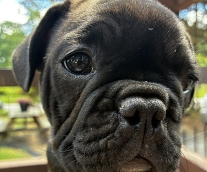 French Bulldog Puppy for sale in VIRGINIA BEACH, VA, USA