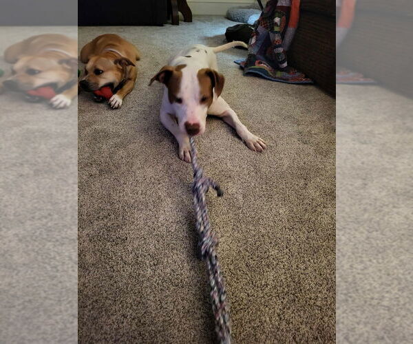 Medium Photo #5 Staffordshire Bull Terrier-Unknown Mix Puppy For Sale in Foristell, MO, USA