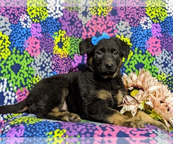 Medium Photo #5 German Shepherd Dog Puppy For Sale in LINCOLN UNIVERSITY, PA, USA