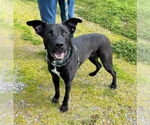 Small #8 Labrador Retriever Mix