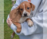 Small #2 Pug Mix