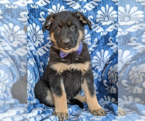 Medium Photo #1 German Shepherd Dog Puppy For Sale in PARADISE, PA, USA