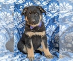 Small Photo #1 German Shepherd Dog Puppy For Sale in PARADISE, PA, USA