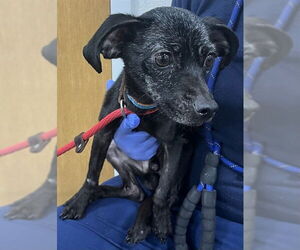 Chihuahua-Unknown Mix Dogs for adoption in Forestville, MD, USA