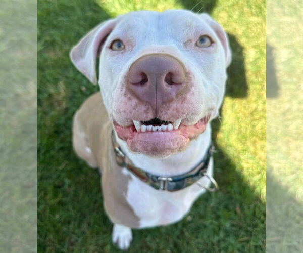 Medium Photo #19 American Pit Bull Terrier-Unknown Mix Puppy For Sale in Germantown, OH, USA
