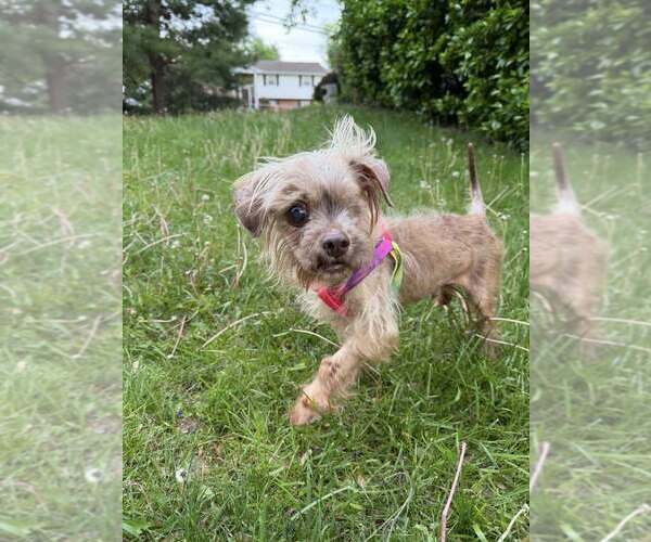 Medium Photo #1 Mutt Puppy For Sale in New York, NY, USA