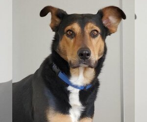 Doberman Pinscher-Unknown Mix Dogs for adoption in Kanab, UT, USA