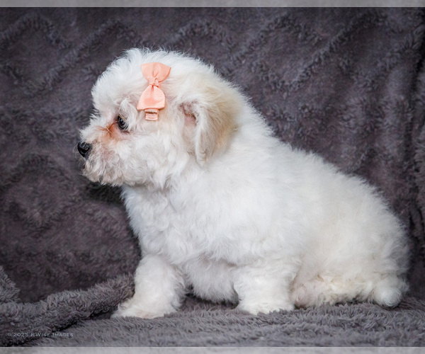 Medium Photo #6 Bichon Frise Puppy For Sale in WAKARUSA, IN, USA
