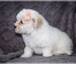 Small #5 Bichon Frise