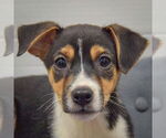 Small #4 Mutt