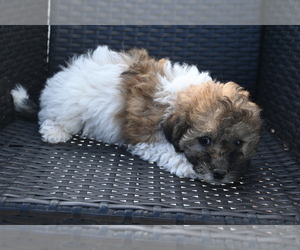 Bichpoo Puppy for sale in BLOOMINGTON, IN, USA