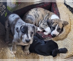 Great Dane Puppy for sale in BATTLE GROUND, WA, USA