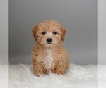 Puppy 1 Maltipoo-Poodle (Toy) Mix