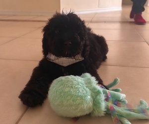 Goldendoodle (Miniature) Puppy for sale in ORLANDO, FL, USA