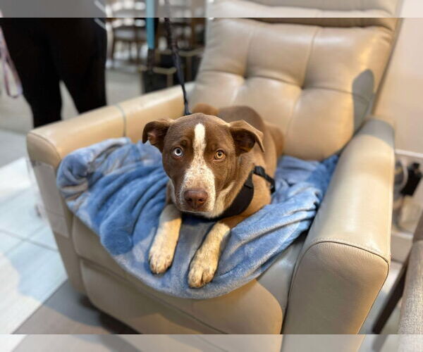 Medium Photo #4 Huskies -Unknown Mix Puppy For Sale in Visalia, CA, USA