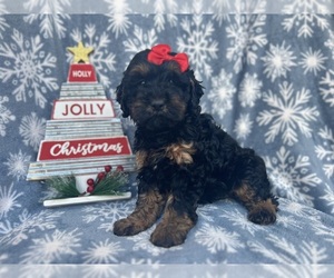 Cock-A-Poo Puppy for sale in LAKELAND, FL, USA