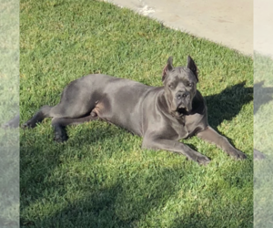 Father of the Cane Corso puppies born on 07/12/2019