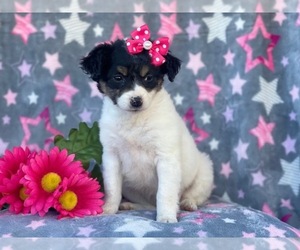 Jack Russell Terrier-Unknown Mix Puppy for sale in LAKELAND, FL, USA