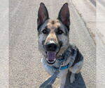 Small #1 German Shepherd Dog