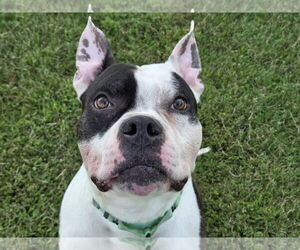 American Pit Bull Terrier-Unknown Mix Dogs for adoption in Millersville, MD, USA