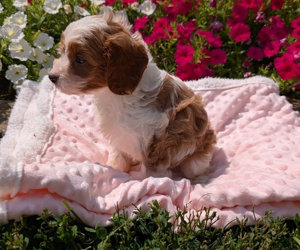 Medium Photo #5 Cavapoo Puppy For Sale in GOSHEN, IN, USA