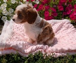 Small #4 Cavapoo