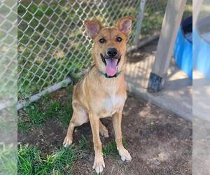 German Shepherd Dog-Unknown Mix Dogs for adoption in Modesto, CA, USA