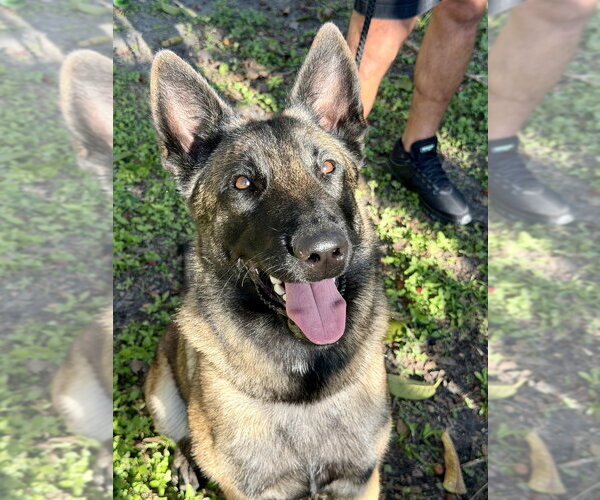 Medium Photo #1 Mutt Puppy For Sale in Imlay City, MI, USA