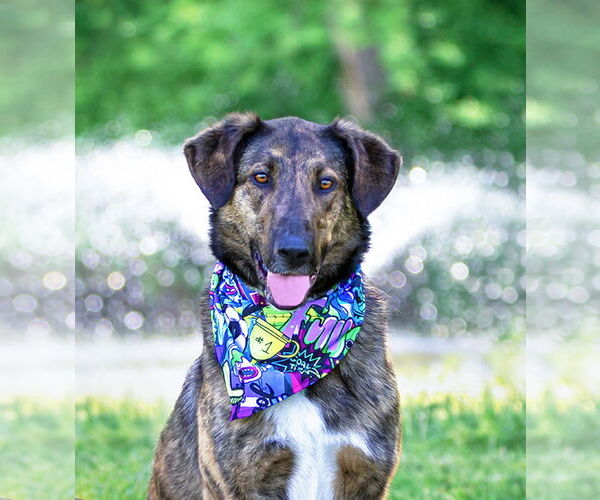 Medium Photo #6 Mutt Puppy For Sale in Unionville, PA, USA