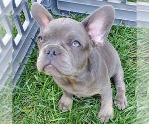 French Bulldog Puppy for sale in GORDONVILLE, PA, USA