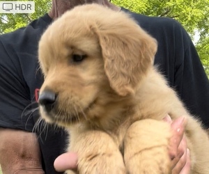 Golden Retriever Puppy for Sale in RICHLAND, Missouri USA