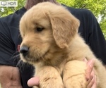 Small Photo #1 Golden Retriever Puppy For Sale in RICHLAND, MO, USA