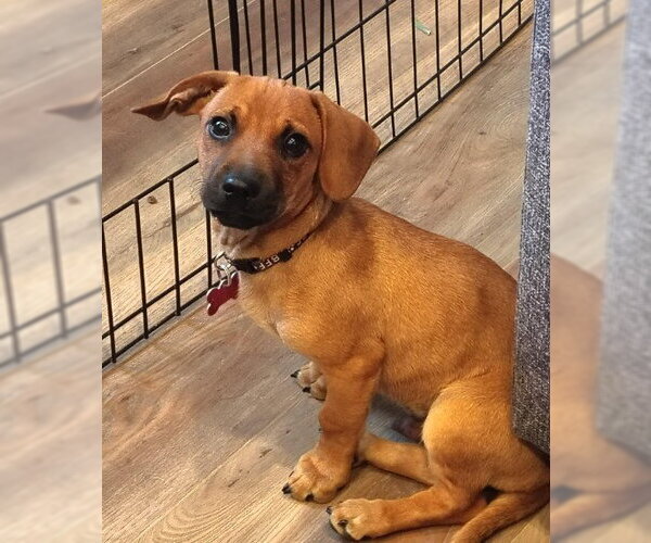 Medium Photo #3 Dachshund-Unknown Mix Puppy For Sale in San Diego, CA, USA